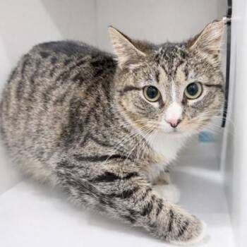 Domestic Short Hair Cats Available for Adoption - Dewey | PetCurious
