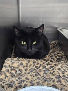 Domestic Short Hair Cats Available for Adoption in Glenfield, New York - Zara | PetCurious