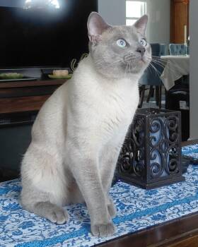 Fusilli lover boy -  Siamese Cat Available for Adoption in Bethpage, New York - Fusilli Lover Boy | PetCurious