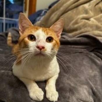 Rescue Domestic Short Hair Cats for Adoption in Minneapolis, Minnesota - Aaron | PetCurious