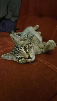 Rescue Domestic Short Hair Cats for Adoption in West Mifflin, Pennsylvania - Deebo | PetCurious