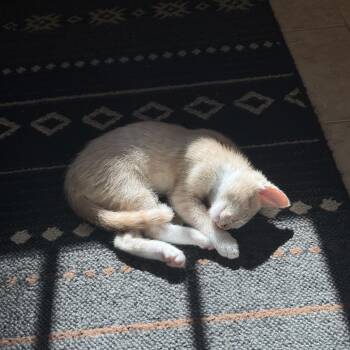 Gilligan -  Domestic Short Hair Cat for Adoption in Talent, Oregon - Gilligan | PetCurious