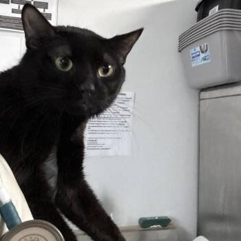 Spartacus -  Domestic Short Hair Cat for Adoption in Lakeland, Florida - Spartacus | PetCurious