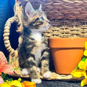 Webster -  Domestic Medium Hair Cat for Adoption in Lucedale, Mississippi - Webster | PetCurious