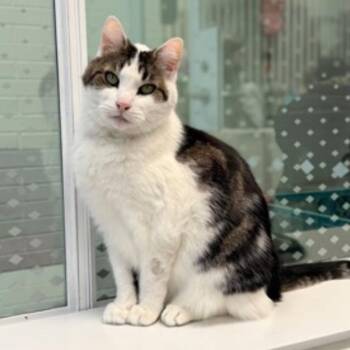 Domestic Short Hair Cats Available for Adoption - Dragon Roll | PetCurious