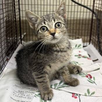 Oreana -  Domestic Short Hair Cat for Adoption in San Antonio, Texas - Oreana | PetCurious