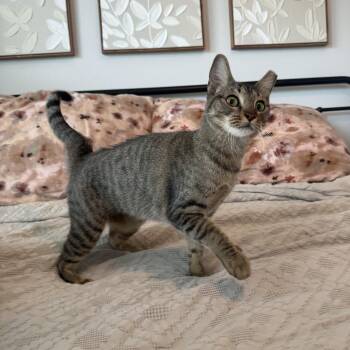 Domestic Short Hair Cats Available for Adoption in Houston, Texas - Tippy | PetCurious