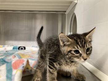 ORANGE JUICE -  Domestic Short Hair Cat for Adoption in Tustin, California - ORANGE JUICE | PetCurious
