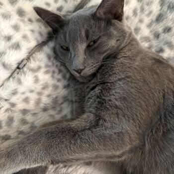 Jerek -  Domestic Short Hair Cat for Adoption in Fairfax, Virginia - Jerek | PetCurious