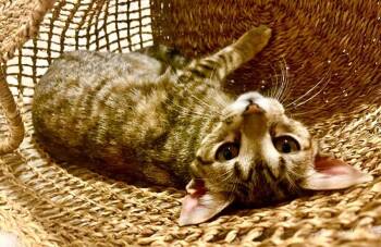 Brianna Outlander -  Tabby and Domestic Short Hair Cat for Adoption in Friendswood, Texas - Brianna Outlander | PetCurious