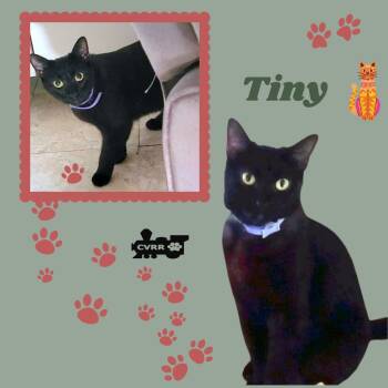 Rescue Domestic Short Hair Cats for Adoption in Lindsay, California - Tiny (Cat) | PetCurious