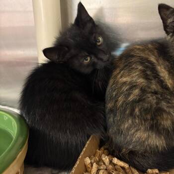 Felis -  Domestic Short Hair Cat for Adoption in Springfield, Illinois - Felis | PetCurious