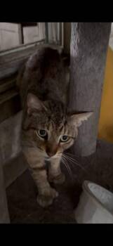 Hemmingway -  Domestic Short Hair Cat for Adoption in West Mifflin, Pennsylvania - Hemmingway | PetCurious