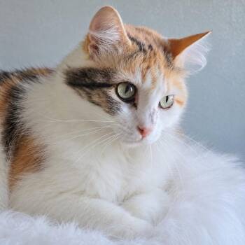 Angie Jolie -  Domestic Long Hair Cat for Adoption in Austin, Texas - Angie Jolie | PetCurious