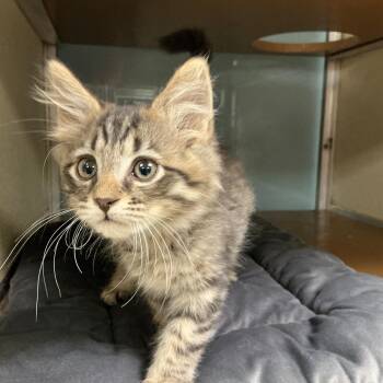 Domestic Medium Hair Cats Available for Adoption in Thomson, Georgia - Loki | PetCurious