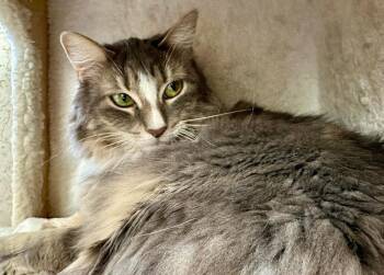 Eche -  Domestic Short Hair Cat for Adoption in St. George, Utah - Eche | PetCurious