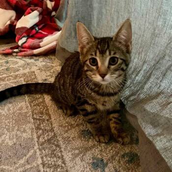 Belli (Bonded with Kane) -  Domestic Short Hair Cat for Adoption in San Tan Valley, Arizona - Belli (Bonded With Kane) | PetCurious