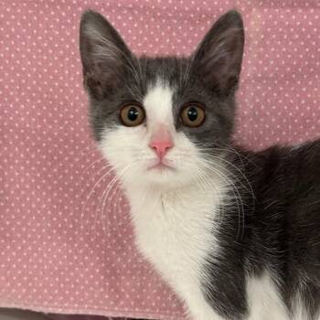 Dream -  Domestic Short Hair Cat for Adoption in League City, Texas - Dream | PetCurious