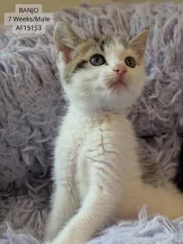 Banjo -  Domestic Short Hair Cat for Adoption - Banjo | PetCurious