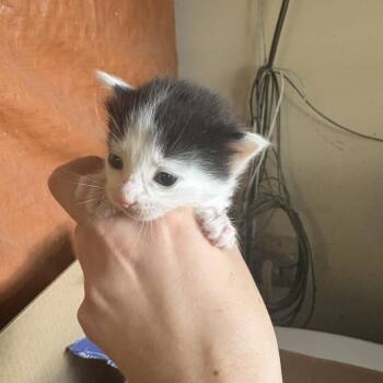 Vaca -  Domestic Short Hair Cat for Adoption in Stephenville, Texas - Vaca | PetCurious