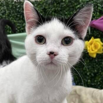 Domestic Short Hair Cats Available for Adoption in Clavet, Saskatchewan - Quinn | PetCurious