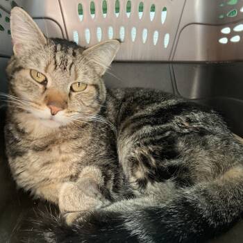 Rescue Domestic Short Hair Cats for Adoption in St. Helena, California - Mick | PetCurious