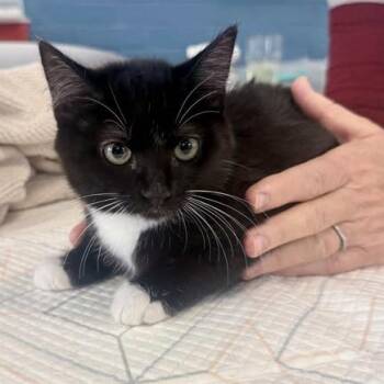 Rescue Domestic Short Hair Cats for Adoption in Woodstock, Virginia - Flower Lansberry | PetCurious
