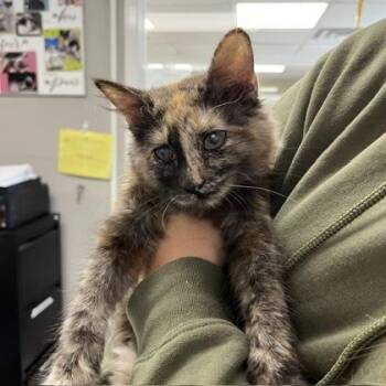 Laverne/Shirley - Blind Bonded Pair -  Domestic Medium Hair and Domestic Short Hair Cat for Adoption in East Brookfield, Massachusetts - Laverne/Shirley - Blind Bonded Pair | PetCurious