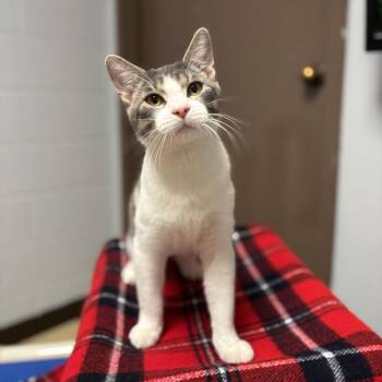 Domestic Short Hair Cats Available for Adoption in Fargo, North Dakota - Abe | PetCurious