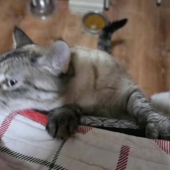 Pretty Kitty -  Siamese and Domestic Short Hair Cat for Adoption in Grantsville, Utah - Pretty Kitty | PetCurious