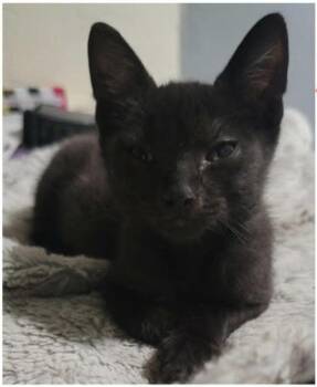 Pothole -  Domestic Short Hair Cat for Adoption in Eugene, Oregon - Pothole | PetCurious