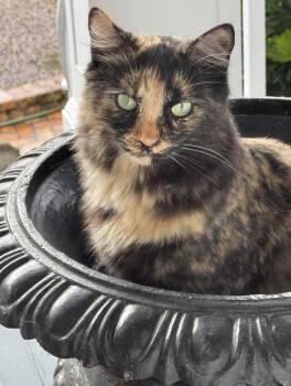 Tuba -  Domestic Short Hair Cat for Adoption in Fairhope, Alabama - Tuba | PetCurious
