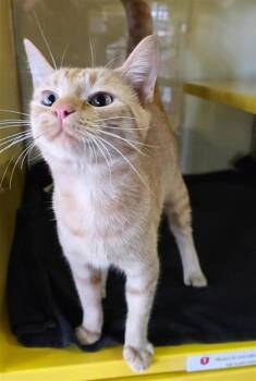 Domestic Short Hair Cats Available for Adoption in El Paso, Texas - Mothman | PetCurious