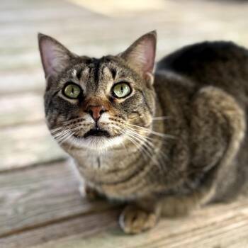 Domestic Short Hair Cats Available for Adoption in Gonzales, Louisiana - Jack | PetCurious