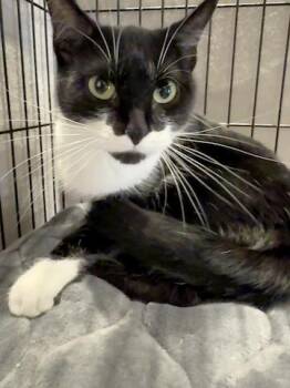Felicia -  Tuxedo Cat for Adoption in Minneapolis, Minnesota - Felicia | PetCurious