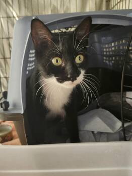 Rescue Domestic Short Hair Cats for Adoption in East Brunswick, New Jersey - Piper | PetCurious