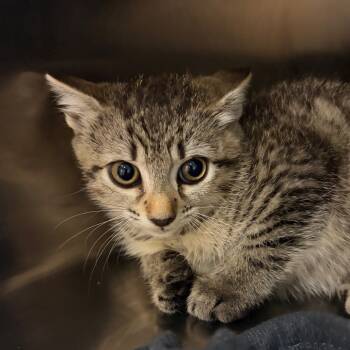 Rescue Domestic Short Hair Cats for Adoption in Chattanooga, Tennessee - Caramel | PetCurious