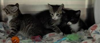 Forgot -  Domestic Short Hair Cat for Adoption in Cape Coral, Florida - Forgot | PetCurious