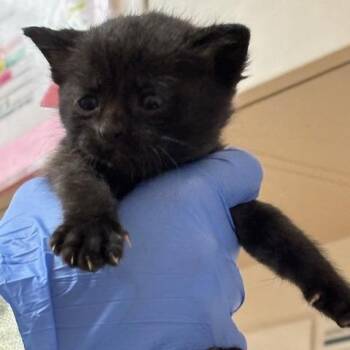 Ink -  Domestic Short Hair Cat for Adoption in Murray, Utah - Ink | PetCurious