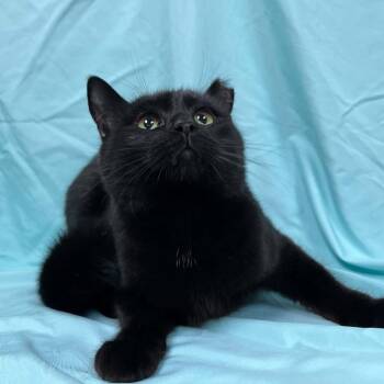 Veto -  Domestic Short Hair Cat for Adoption in Lyndhurst, Virginia - Veto | PetCurious
