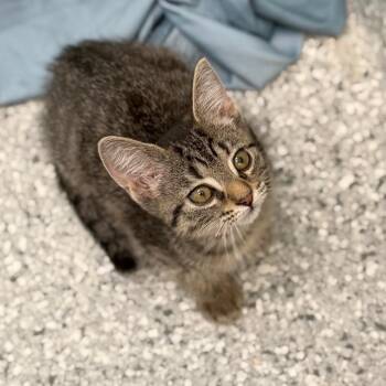 Zoomie -  Domestic Short Hair Cat for Adoption in Enfield, New Hampshire - Zoomie | PetCurious