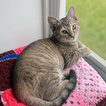 Hazel -  Domestic Short Hair Cat for Adoption in Springfield, Ohio - Hazel | PetCurious