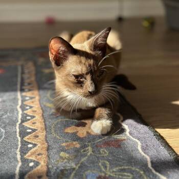 Orzo -  Domestic Short Hair Cat for Adoption in Port Richey, Florida - Orzo | PetCurious
