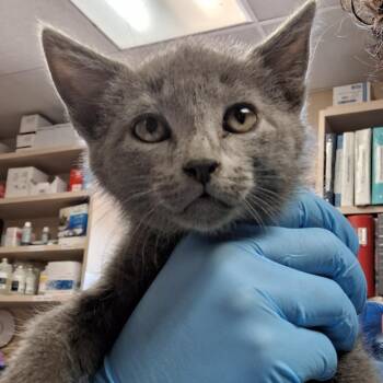 Domestic Short Hair Cats Available for Adoption in Flagstaff, Arizona - Shindig - In Foster! | PetCurious