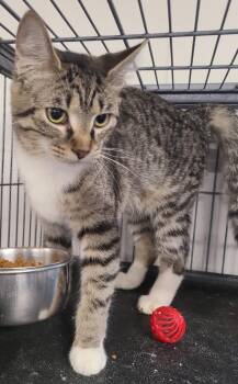 Domestic Short Hair Cats Available for Adoption - Dawn | PetCurious