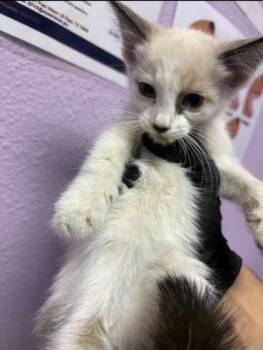 61187483 -  Domestic Short Hair Cat for Adoption in El Paso, Texas - 61187483 | PetCurious