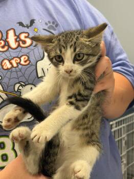 Sugar Cookie -  Domestic Short Hair Cat for Adoption in Republic, Missouri - Sugar Cookie | PetCurious