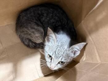 Domestic Short Hair Cats Available for Adoption in Charlotte, North Carolina - EVIE | PetCurious