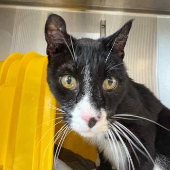 Bo -  Domestic Short Hair Cat for Adoption in Manhattan, Kansas - Bo | PetCurious
