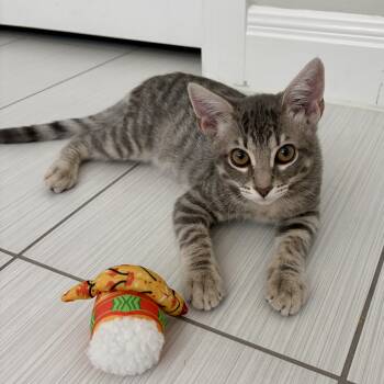 Greyson (bonded to Raven) -  Domestic Short Hair Cat for Adoption in Austin, Texas - Greyson (bonded To Raven) | PetCurious